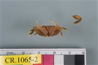 藏品(秀麗長方蟹)的圖片